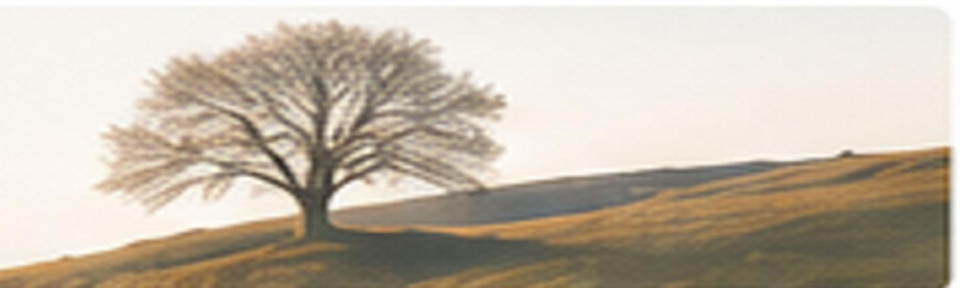 Ein einzelner Baum in einer weiten Landschaft als Bild für Systeme, Bedingungen und Entfaltung